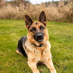 Valkyrie - German Shepherd