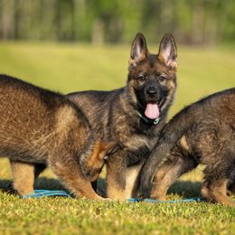 German Shepherd Puppies from Sommerfeld German Shepherds
