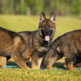 German Shepherd Puppies from Sommerfeld German Shepherds