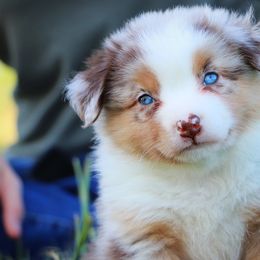 Australian Shepherds, Miniature Australian Shepherds, and Poodles from Sassy Lil Aussies and Diamond W Poodles