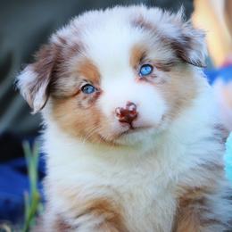 Australian Shepherds, Miniature Australian Shepherds, and Poodles from Sassy Lil Aussies and Diamond W Poodles