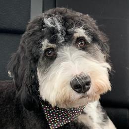 Birdie - Bernedoodle