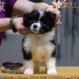 Boy 1 - Black and white male Border Collie puppy in Bryantown, Maryland from Bellaclan Border Collies