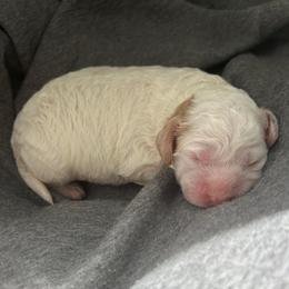 Tundra - Red and white male Cockapoo puppy in Egg Harbor City, New Jersey from Grace Given Cockapoos (GGC)