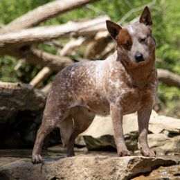 Australian Cattle Dogs and Mudis from Greenbrier