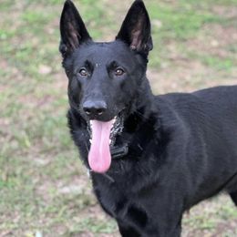 German Shepherds from Pray Love Shepherd Kennels