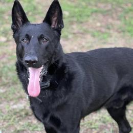 German Shepherds from Pray Love Shepherd Kennels
