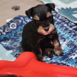 Itty Bitty - Black and silver female Miniature Schnauzer puppy in Trinity, Alabama from C&E'S Schnauzers