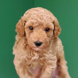 Sugar Mini Poodle Raised in Home - Cream female Poodle puppy in Falcon, Missouri from Cedar House Heritage Poodles | AKC Toy & Miniature Poodle Puppies Raised in Home