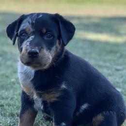 Beauceron and Doberman Pinscher Puppies from Elitehaus