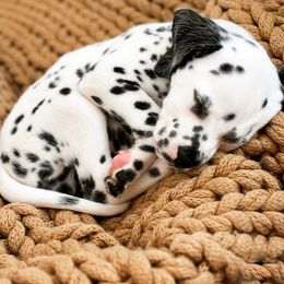 Dalmatian Puppies from RockADal Farm