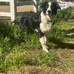 Border Collie Puppies from Lil Maine Border Collies