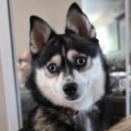 Sage - Pomeranian