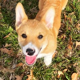 Pembroke Welsh Corgi Puppies from Mill Rock Farms