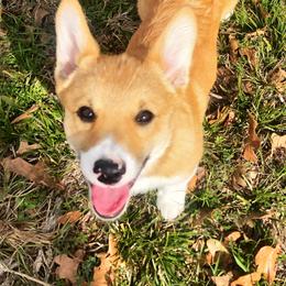 Pembroke Welsh Corgi Puppies from Mill Rock Farms