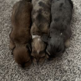Dachshund and Pembroke Welsh Corgi Puppies from Three K Miniature Dachshunds