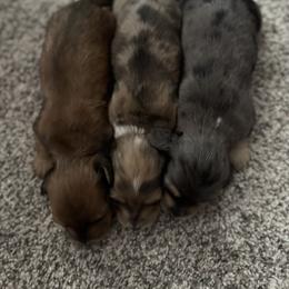 Dachshund and Pembroke Welsh Corgi Puppies from Three K Miniature Dachshunds
