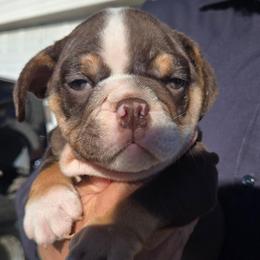 OZZY - Chocolate tri-color male Bulldog puppy in Perris, California from Ohana_626_kennels