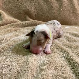 Boy 2 went home 6-1-23 - Red merle Australian Shepherd puppy in Williams, Arizona from Aussie Mesa Ranch