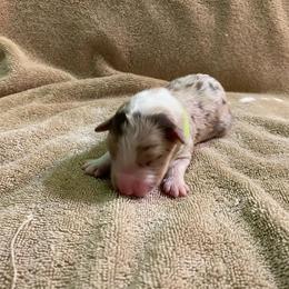 Boy 2 went home 6-1-23 - Red merle Australian Shepherd puppy in Williams, Arizona from Aussie Mesa Ranch
