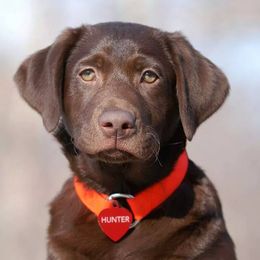 Labrador Retrievers from Bustin’ Water Kennels