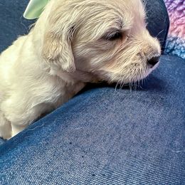 Ms Teal - Light golden female Golden Retriever puppy in Denton, Texas from Farley Goldens
