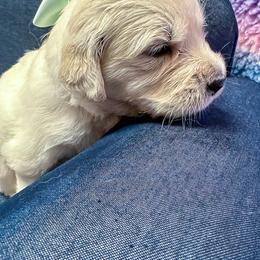 Ms Teal - Light golden female Golden Retriever puppy in Denton, Texas from Farley Goldens