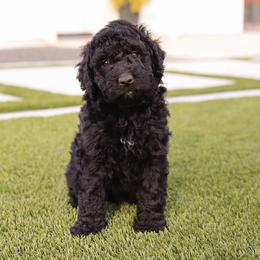 Disco - Black female Bernedoodle puppy in Yuba City, California from Ranch House Doodles