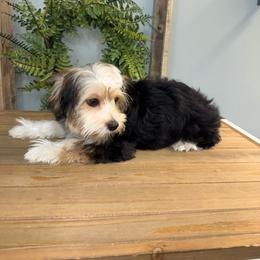 Duke Tux-edo - Parti male Yorkshire Terrier puppy in Cleveland, Tennessee from Moody’s Morkies and More AND Southern Charm Precious Paws
