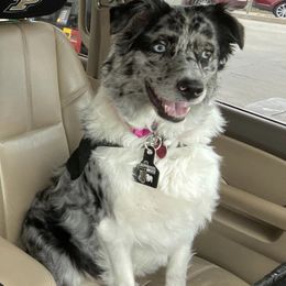 Australian Shepherds from Crossroads Show Cattle and Aussies