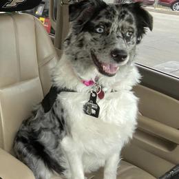 Australian Shepherds from Crossroads Show Cattle and Aussies