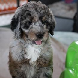 Martha (Mrs Hudson) - Blue merle female Bernedoodle puppy in Springfield, Missouri from Doodle Dandy Bernedoodles