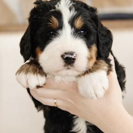 'Greg' Green Collar Male - Tri-color male Bernedoodle puppy in Kamas, Utah from A + E Farms