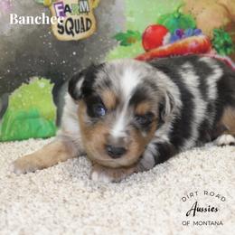 Banchee - Blue merle male Miniature Australian Shepherd puppy in Ronan, Montana from Dirt Road Aussie’s of Montana