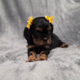 Misty - Black and tan female Cavalier King Charles Spaniel puppy in Romeoville, Illinois from KonopkaKennelsLLC