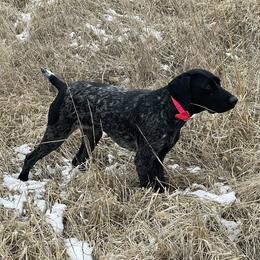 Chesney - German Shorthaired Pointer