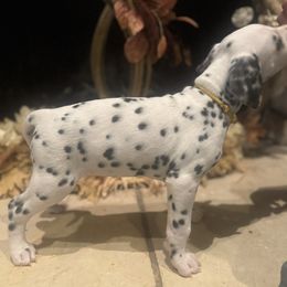 Yellow - Female - Dalmatian puppy from Splendid Spots Dalmatians