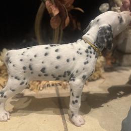 Yellow - Female - Dalmatian puppy from Splendid Spots Dalmatians