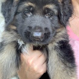 Green Collar Boy - Black and red German Shepherd puppy in Vandalia, Michigan from Vom Friedenswald