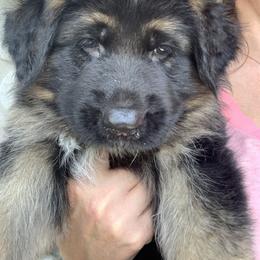 Green Collar Boy - Black and red German Shepherd puppy in Vandalia, Michigan from Vom Friedenswald