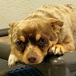 Sheldon - Chihuahua