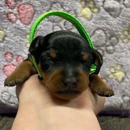 Finley - Black and rust male Miniature Pinscher puppy in Lancaster, Missouri from White Stone Ranch