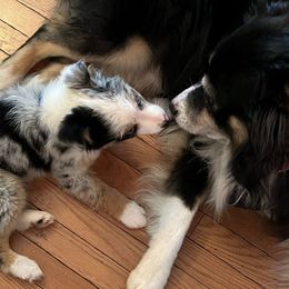 Australian Shepherds from Young Aussies