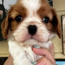 Cavalier King Charles Spaniel Puppies from Diamond Valley Ranch