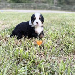 Orange girl - Black rust and white female Bernese Mountain Dog puppy in Blacksburg, Virginia from Blacksburg Berners