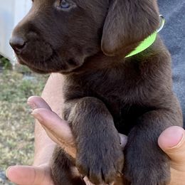 Golden Retriever and Labrador Retriever Puppies from North Coast Retrievers