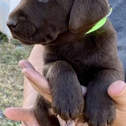 Golden Retriever and Labrador Retriever Puppies from North Coast Retrievers