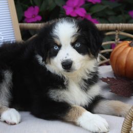 Australian Shepherd, Goldendoodle, and Poodle Puppies from 5AFarms