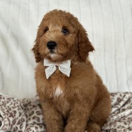 Cove - Red  male Goldendoodle puppy in Escalon, California from Miley&Co.