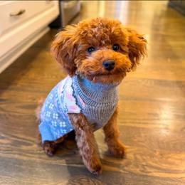 Goldendoodle and Poodle Puppies from Teddy Doods: Goldendoodles & Poodles